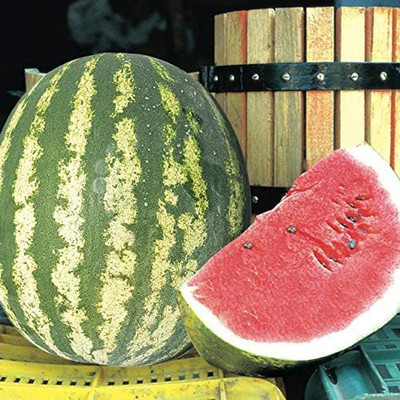 MKR Enterprises Tarbuj Seed(230 per packet)