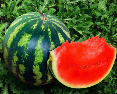 MKR Enterprises Water Melon Seed(800 per packet)