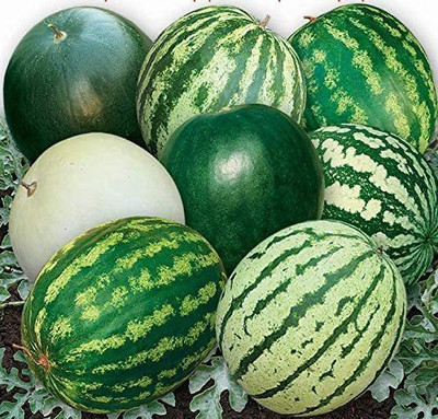 MKR Enterprises Water Melon Seed(770 per packet)