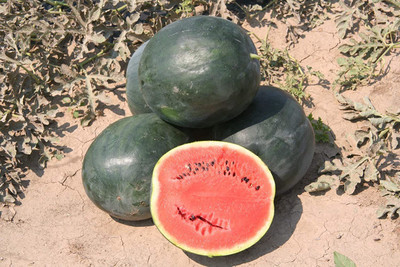 CYBEXIS VVI-4 - Watermelon Sugar Baby Green-Red - (1350 Seeds) Seed(1350 per packet)