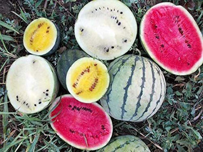 MKR Enterprises Water Melon Seed(30 per packet)