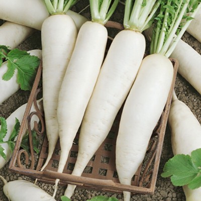 Qualtivate Upl Radish (Mulli) Vegetable Hybrid Variety Seed(50 per packet)