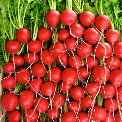 KANAYA Upl Radish (Mulli) Vegetable Hybrid Variety Seed(50 per packet)