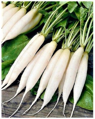 Paudha Upl Radish (Mulli) Vegetable Hybrid Variety Seed(50 per packet)