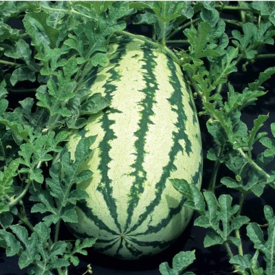 MKR Enterprises Water Melon Seed(320 per packet)