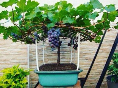 HavenNursary Grape Plant(Hybrid, Pack of 1)