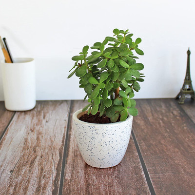 Mohomaya Jade Plant(Hybrid, Pack of 1)
