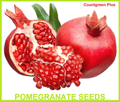 Countgreen Plus POMEGRANATE FRUIT Seed(10 per packet)