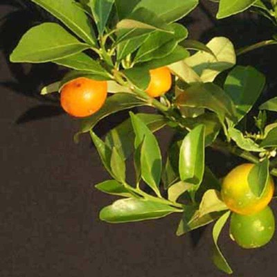 Klone Sweet Lemon / Kumquat(Grafted) - Fruit Seeds Seed(15 per packet)