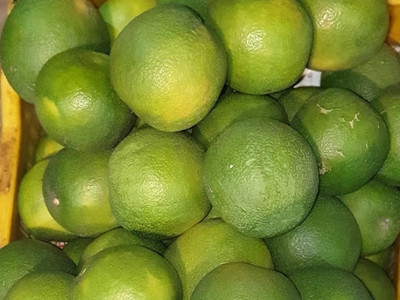 CEZIUS High Germination Mosambi sweet Citrus Limetta seed-a7-104LM Seed(12 per packet)