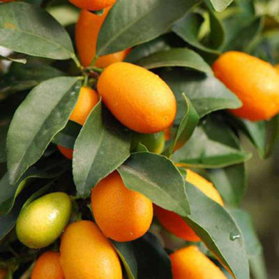 Klone Sweet Lemon / Kumquat(Grafted) - Fruit Seeds Seed(10 per packet)