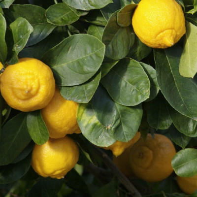 Klone CITRUS LIMETTA - SWEET LEMON, ROMAN LIME Seed(10 per packet)