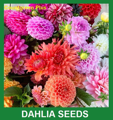 Countgreen Plus Dahlia Flower Seeds Pack of 50 Gram for your garden and field Seed(50 g)