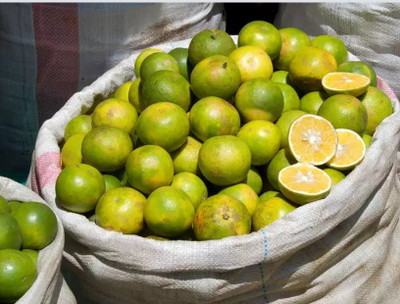 CEZIUS Mausammi Fruit Sweet Mosambi Citrus Limetta Plant Seed-a14-29XF Seed(18 per packet)