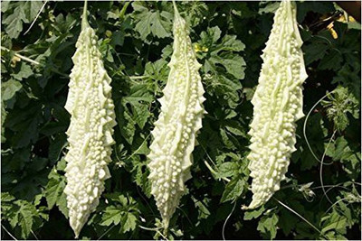 DIVINE BITTERGOURD Seed(90 per packet)