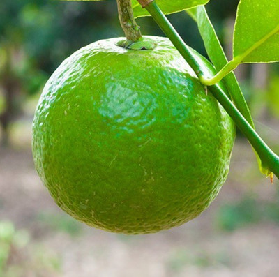 Klone Mosambi Citrus Limetta Sweet Lemon Seed Seed(5 per packet)
