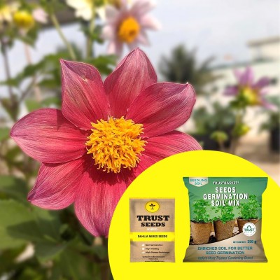 TrustBasket Dahlia Mixed (Hybrid) Seeds with Free Germination Potting Soil Mix Seed(20 per packet)