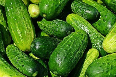 CYBEXIS PAU-28 - Straight Eight Cucumber - (150 Seeds) Seed(150 per packet)