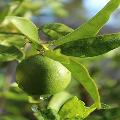 Klone Sweet lemon (Citrus limetta) Seed Seed(10 per packet)