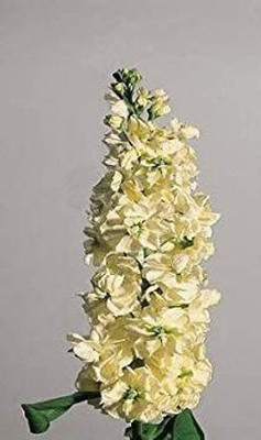 CYBEXIS Goldcut Yellow Stocks Ip30 (Matthiola Icana) Seed(50 per packet)