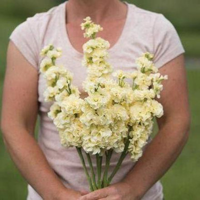 CYBEXIS Iron Yellow Stock Seeds (Matthiola incana) Seed(50 per packet)