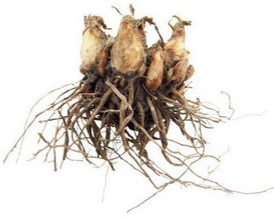 RISOBNURSERY Rajnigandha/tuberose, Tuberose Seed(4 per packet)