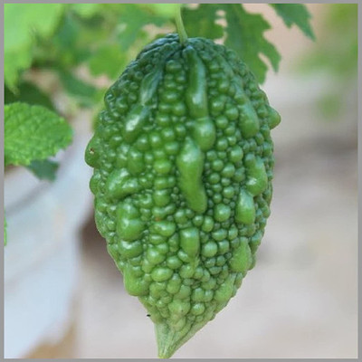 CYBEXIS TLX-7 - Bitter Gourd Small (Pavakai/Karela) - (100 Seeds) Seed(100 per packet)