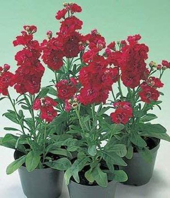 CYBEXIS Seeds of Dark Crimson Ten Week Dwarf Stocks IP106 (Matthiola Icana) Seed(50 per packet)