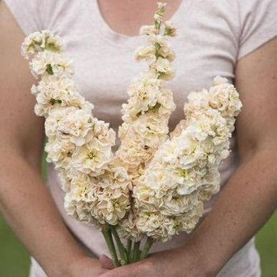 CYBEXIS Iron Apricot Stock Seeds (Matthiola incana) Seed(50 per packet)