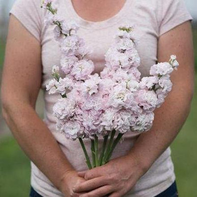 CYBEXIS Iron Cherry Stock Seeds (Matthiola incana) Seed(50 per packet)