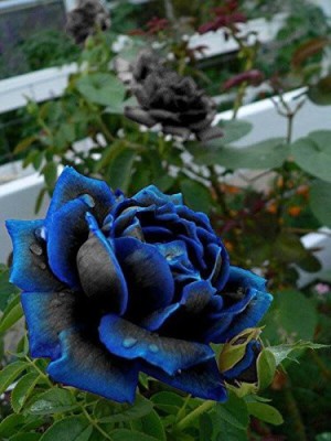 Urban Turtle Midnight Supreme Rose Flower Seeds 30 Seeds for Home Gardening Seed(30 per packet)