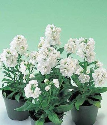 CYBEXIS Seeds of White Ten Week Dwarf Stocks IP103 (Matthiola Icana) Seed(1 g)