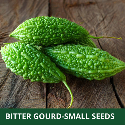 CYBEXIS XLR-91 - BITTER GOURD SMALL (KARELA ) - (300 Seeds) Seed(300 per packet)