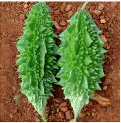 CYBEXIS PAU-79 - Small Bitter Gourd chota karela - (100 Seeds) Seed(100 per packet)