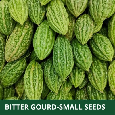CYBEXIS TLX-92 - SMALL BITTER GOURD (KARELA ) - (300 Seeds) Seed(300 per packet)