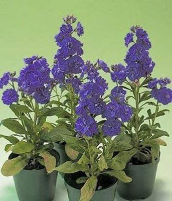 CYBEXIS Seeds of Dark Blue Ten Week Dwarf Stocks IP105 (Matthiola Icana) Seed(50 per packet)