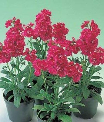 CYBEXIS Seeds of Deep Rose Ten Week Dwarf Stocks IP104 (Matthiola Icana) Seed(50 per packet)