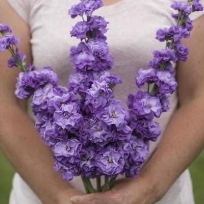 CYBEXIS Iron Blue Stock Seeds (Matthiola incana) Seed(50 per packet)