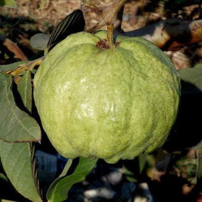 Biosnyg Thailand Guava Fruit - (Psidium Guajava) - Sweet Fruit - Giant Fruit 25 Seeds Seed(25 per packet)
