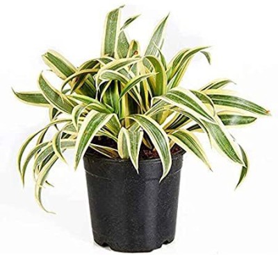 Amazing Gurden Song Of India Plant(Hybrid, Pack of 1)