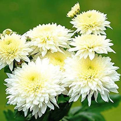 NRDhub Chrysanthemums/ Guldavari Plant(Hybrid, Pack of 1)