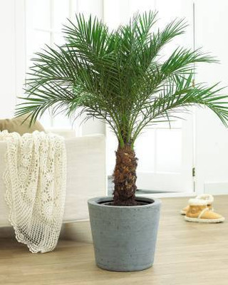NRDhub Phoneix Palm Plant(Hybrid, Pack of 1)