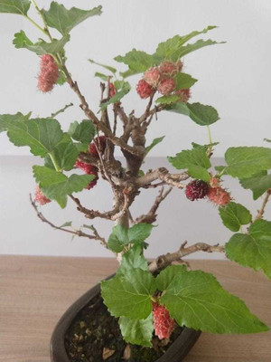 GreenyOn Shahtoot/Mulberry Plant(Hybrid, Pack of 1)