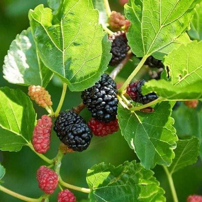 My Dream Nursery Shahtoot/Mulberry Plant(Hybrid, Pack of 1)