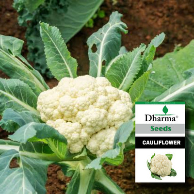 Dharma Cauliflower Seeds, Phool Gobhee, Phulkopi Seed(100 per packet)