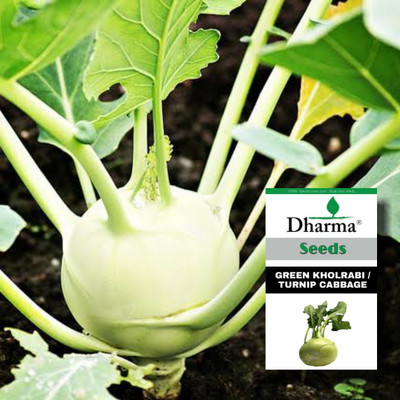 Dharma Green Kholrabi, Turnip Cabbage, Ol Kopi Seed(150 per packet)