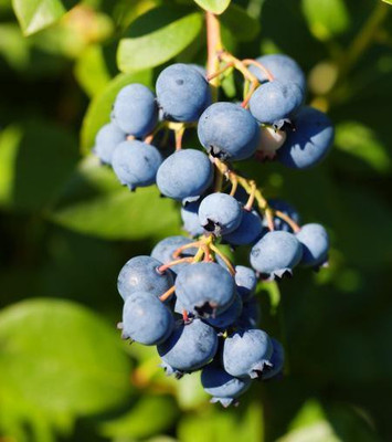 M-Tech Gardens Blueberry Seed(50 per packet)