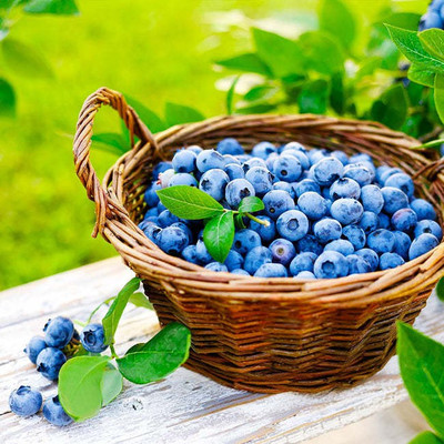 M-Tech Gardens Blueberry Seed(50 per packet)