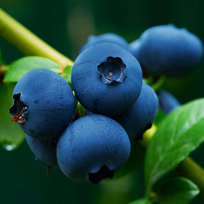 M-Tech Gardens Blueberry Seed(50 per packet)