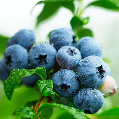 M-Tech Gardens Blueberry Seed(50 per packet)